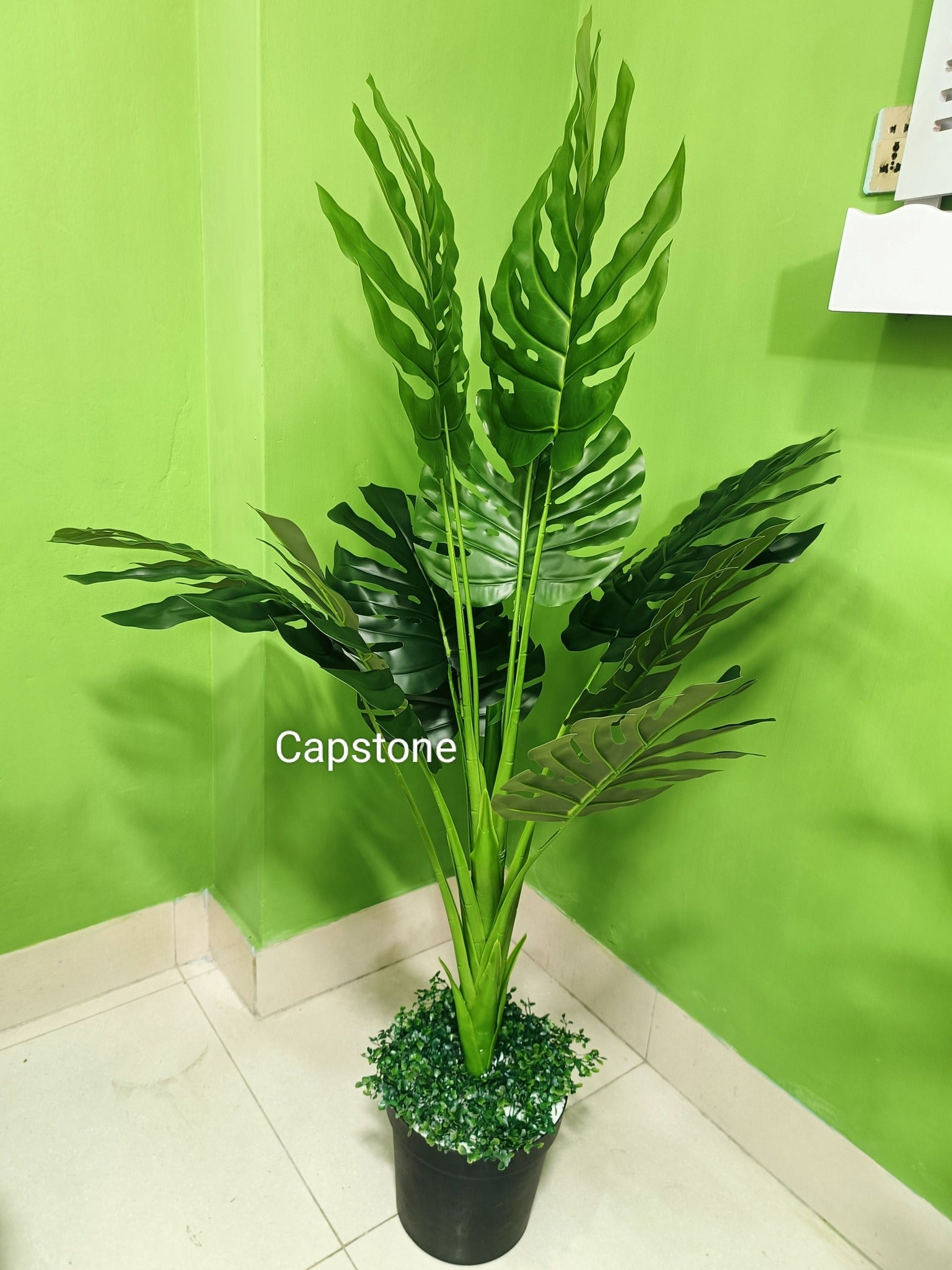 Monster plant