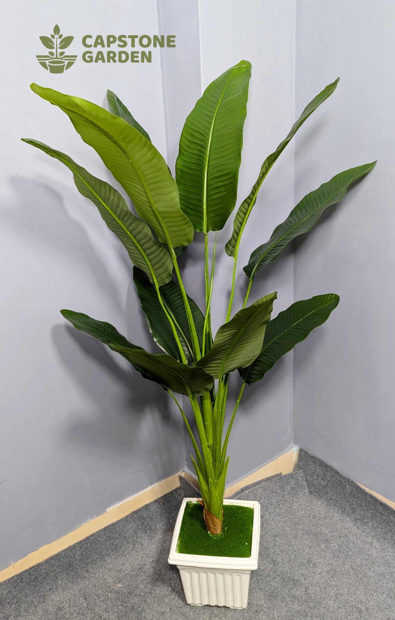 5ft Banana Tree