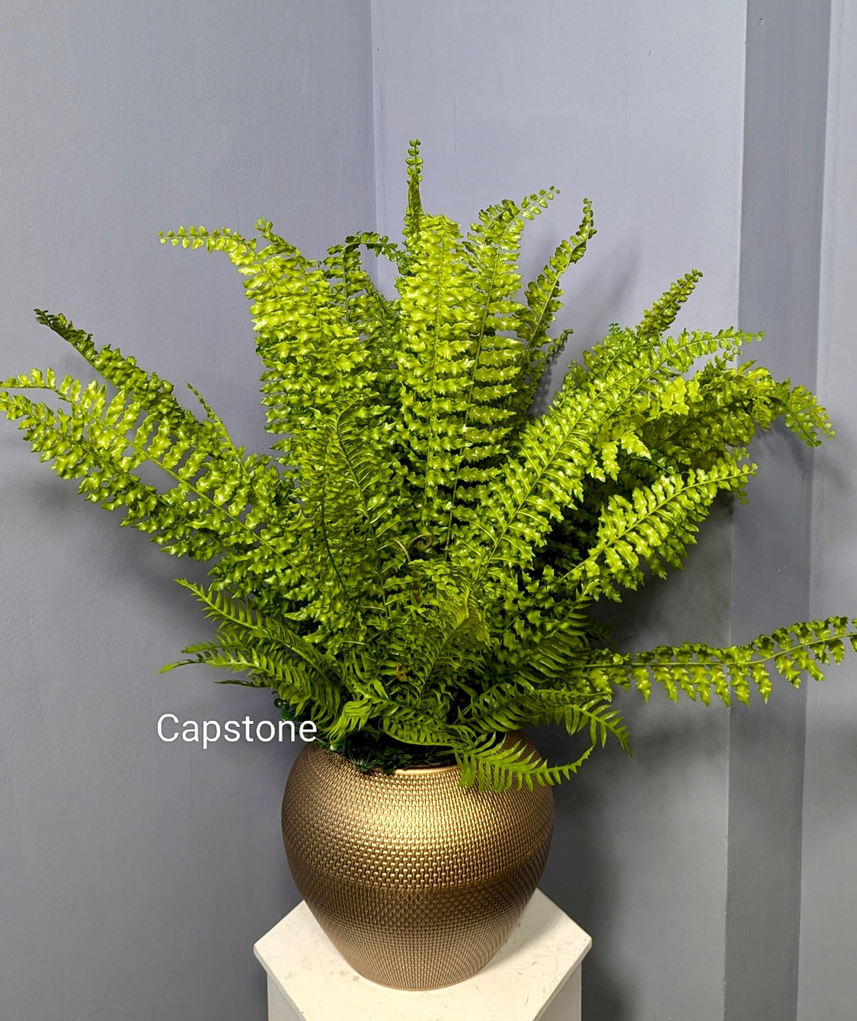 Farn Plant in Antique Tob