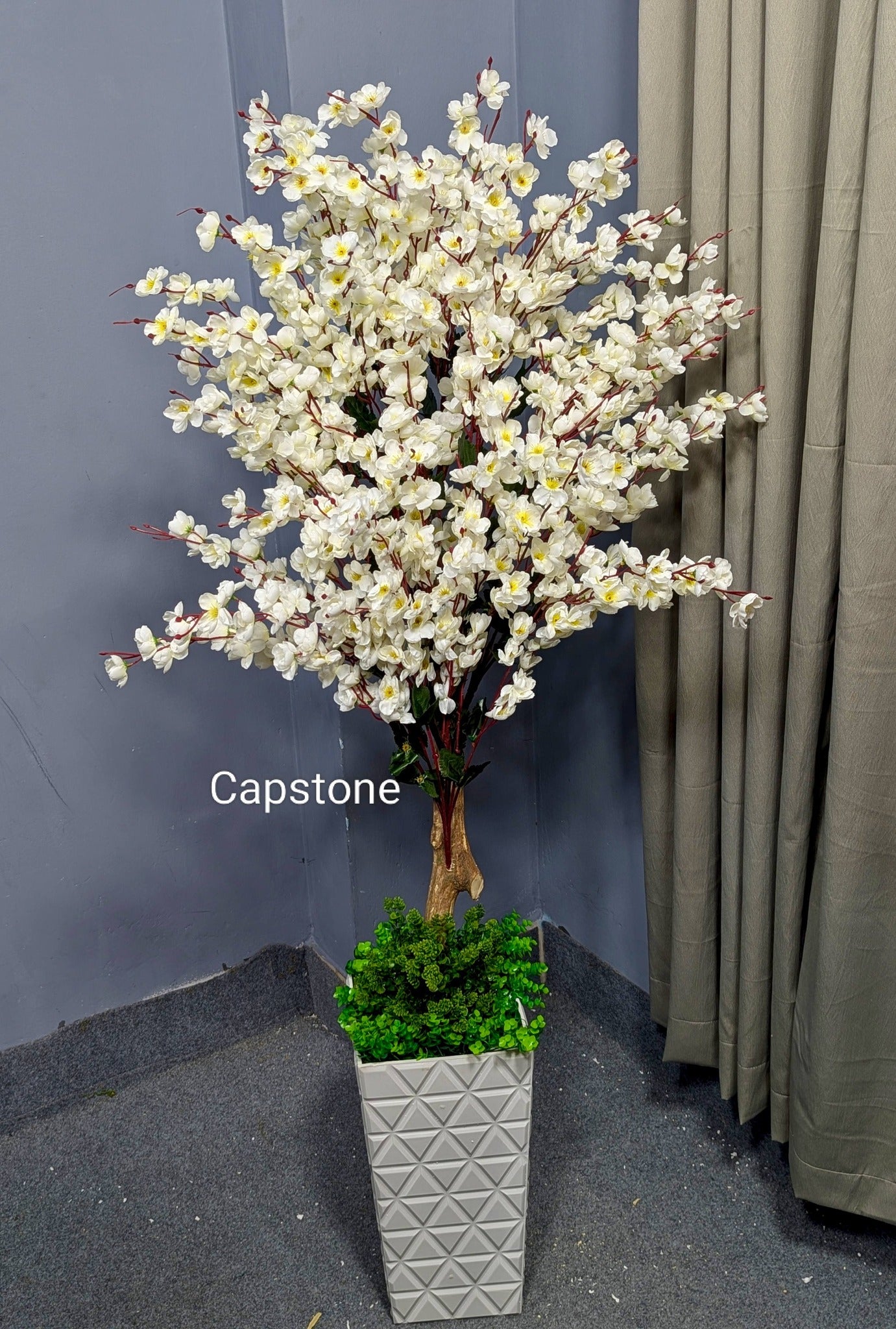 White Cheery blooms