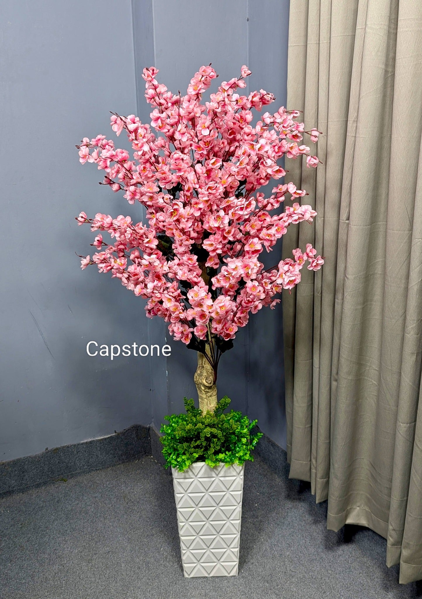 Pink Cheery blooms