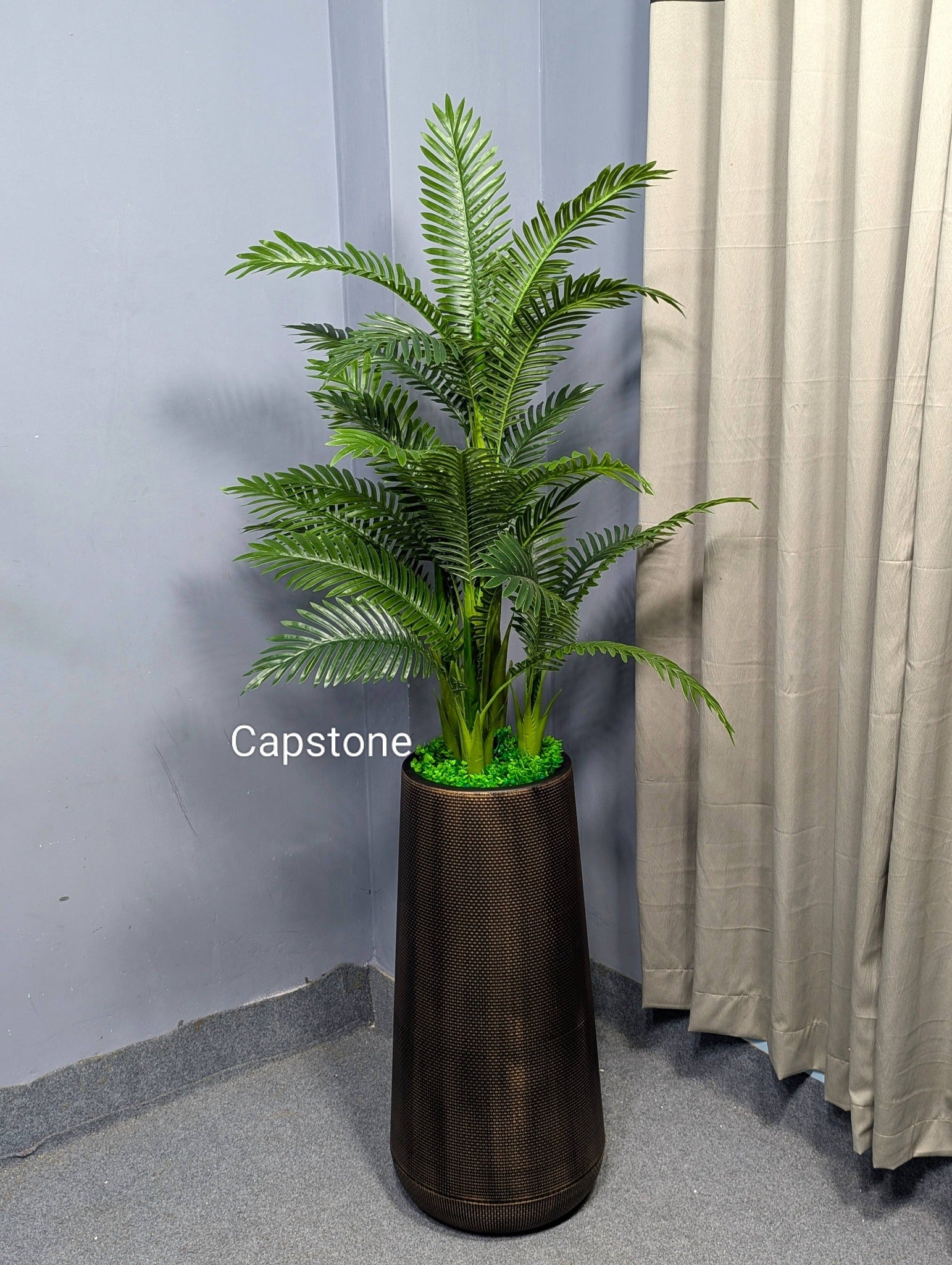 Big Tob with Plant