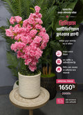 Pink Bagan Billash