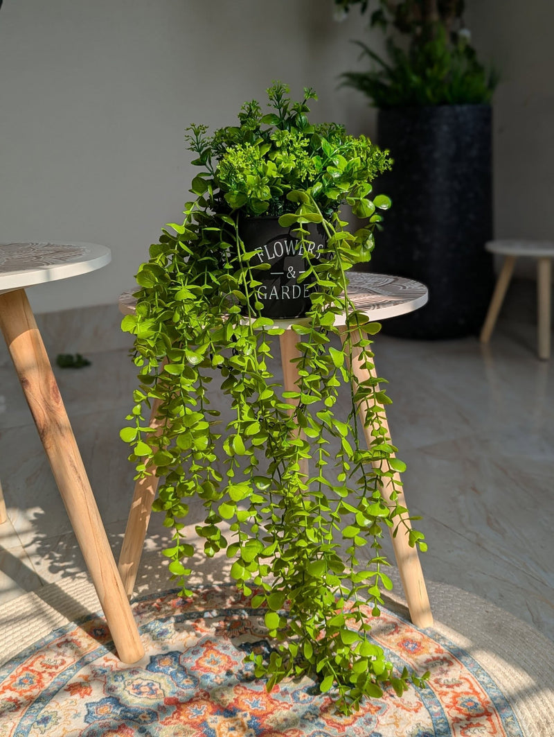 Plant With Tob