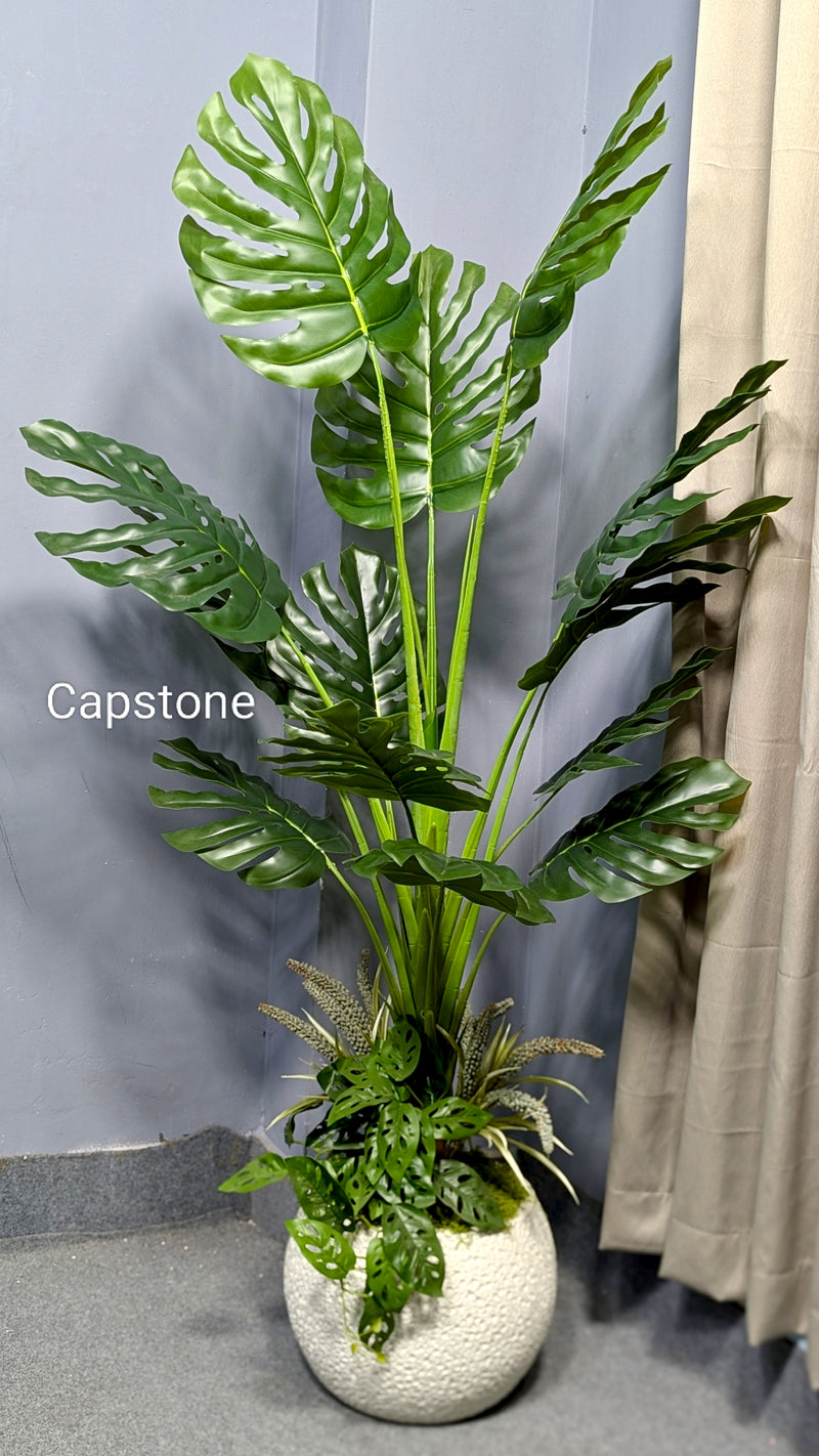 Monster plant with vase