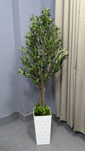 Olive Tree