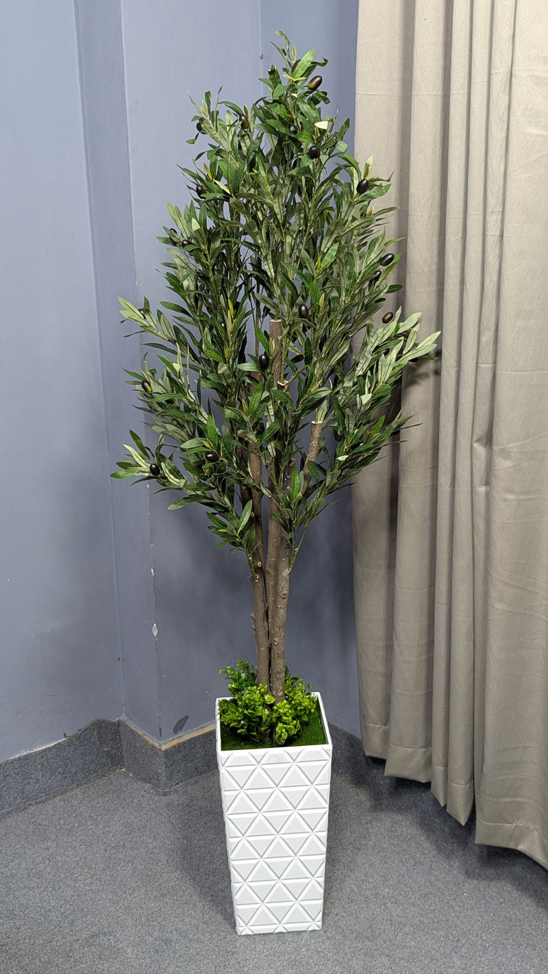Olive Tree