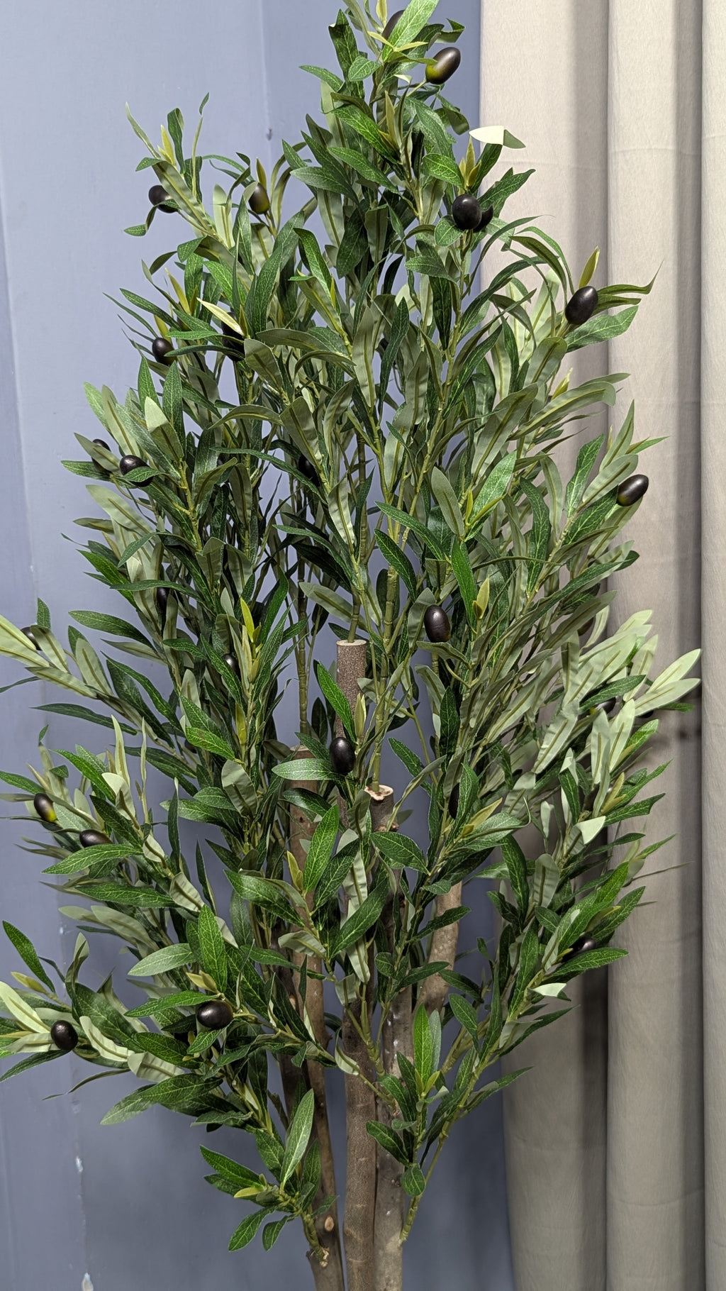 Olive Tree