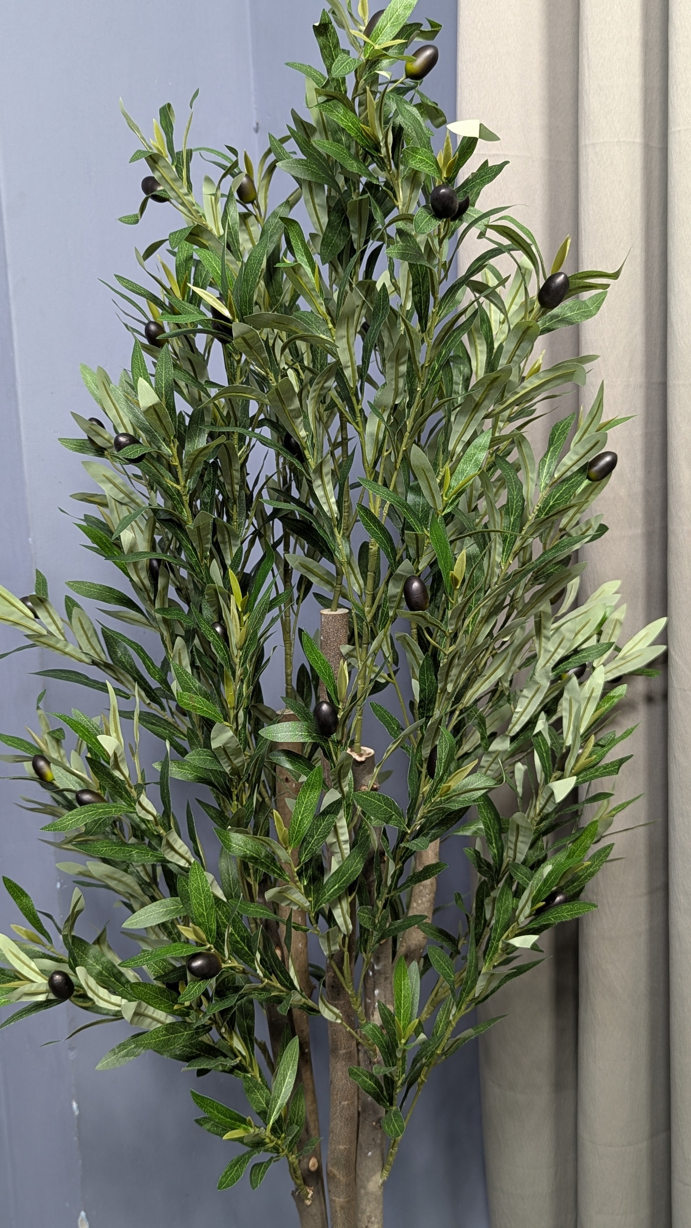 Olive Tree